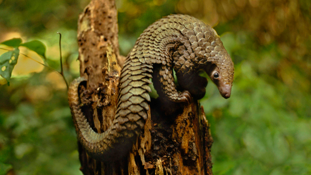 Illustration for article titled If You Can View This List Of Pangolins Without Fantasizing About Eating One…Welcome To The Priesthood!